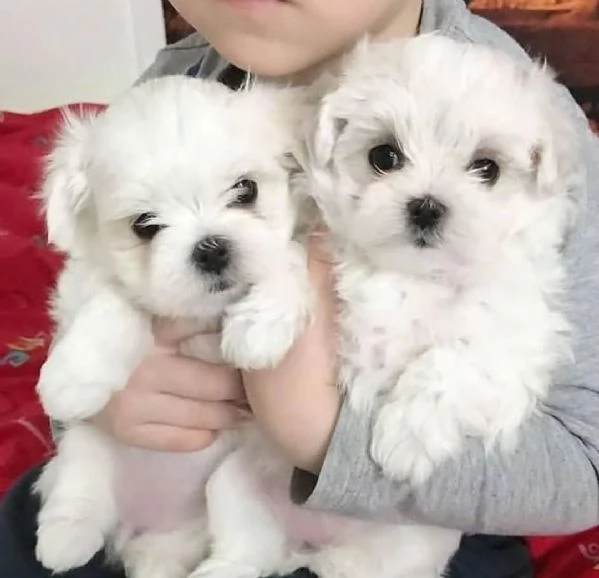 Regalo piccolissima cuccioli di Maltese per ladozione