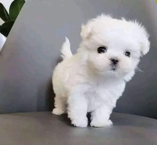 Regalo piccolissima cuccioli di Maltese per ladozione