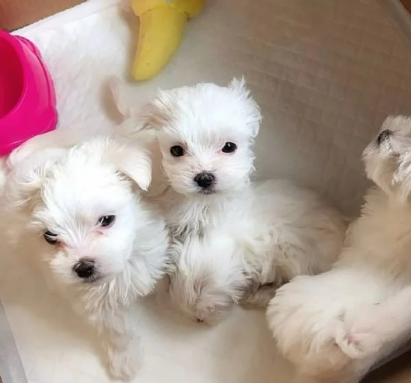 Regalo cucciolo cuccioli sono Maltesi