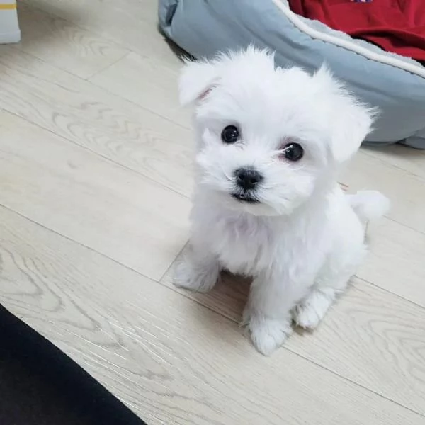 Regalo Regalo di cuccioli di Maltese maschio e femmina