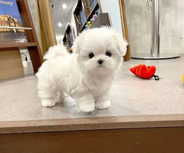 REGALO piccolissima cuccioli di Maltese per ladozione