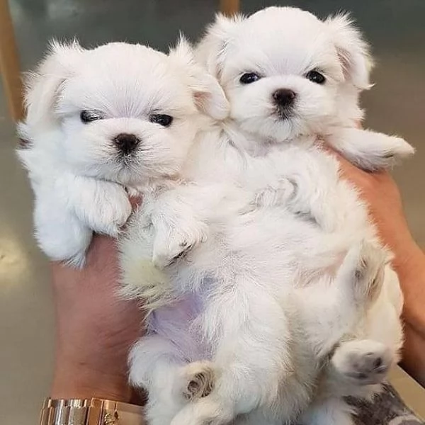 Regalo piccolissima cuccioli di Maltese per ladozione