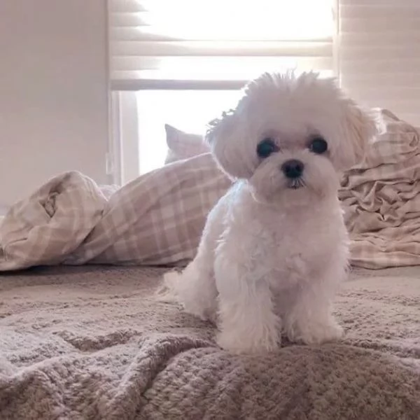 Regalo cucciolo Cucciolina Maltese femmina