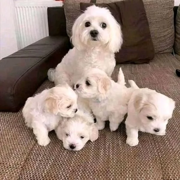 Regalo Maltese TOY CUCCIOLI 