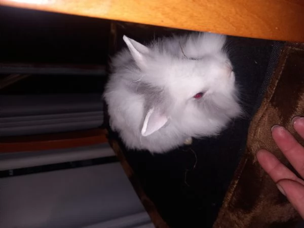 Vendo cuccioli di coniglio testa di leone 