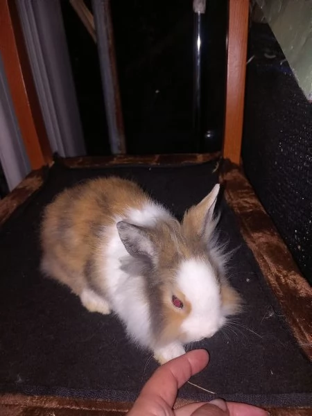 Vendo cuccioli di coniglio testa di leone  | Foto 2