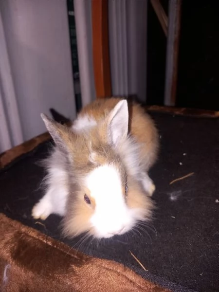 Vendo cuccioli di coniglio testa di leone  | Foto 1