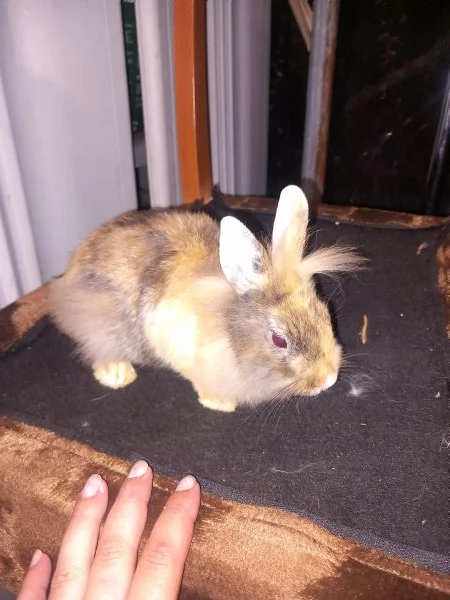Vendo cuccioli di coniglio testa di leone  | Foto 0