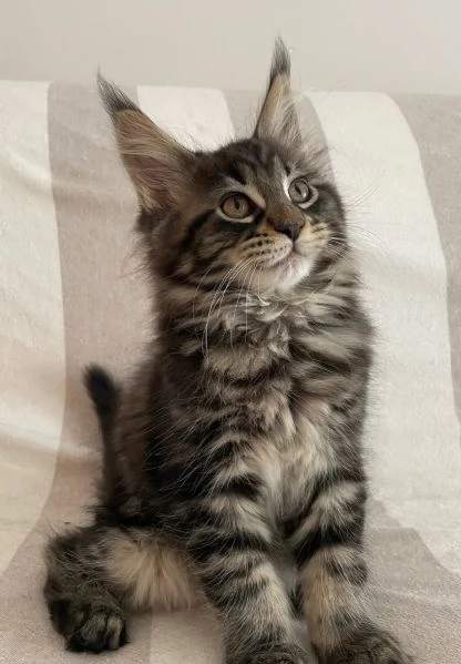 Cucciolo Maine Coon 