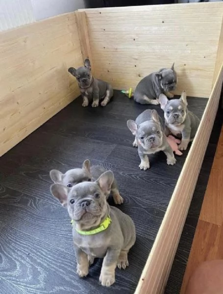 Regalo  bouledogue  | Foto 0