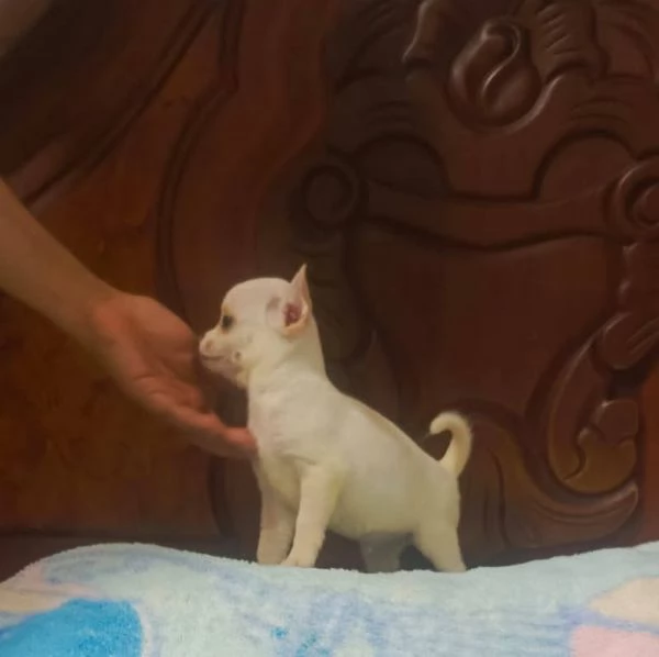 Regalo chihuahua mini toy maschio e femmina | Foto 0