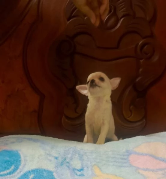 Regalo chihuahua mini toy maschio e femmina