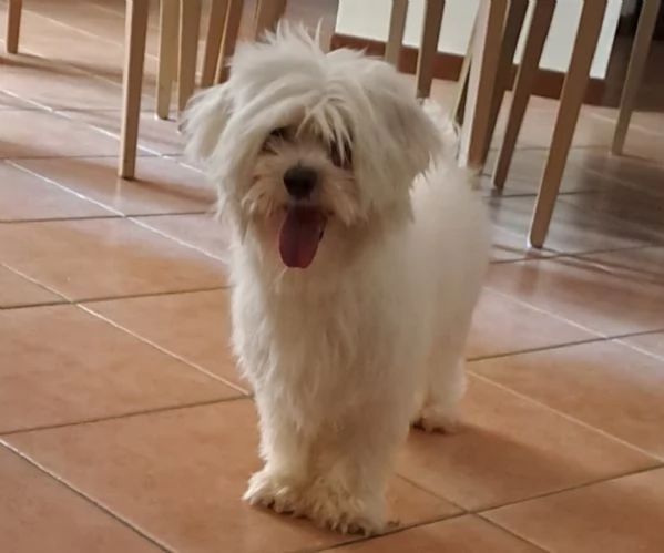Cane maltese  | Foto 1