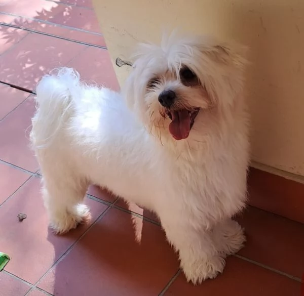 Cane maltese  | Foto 0