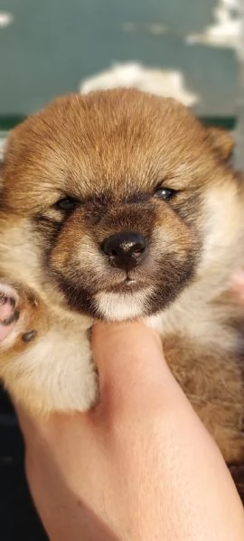 SHIBA INU PEDIGREE  ENCI&agrave;FCI