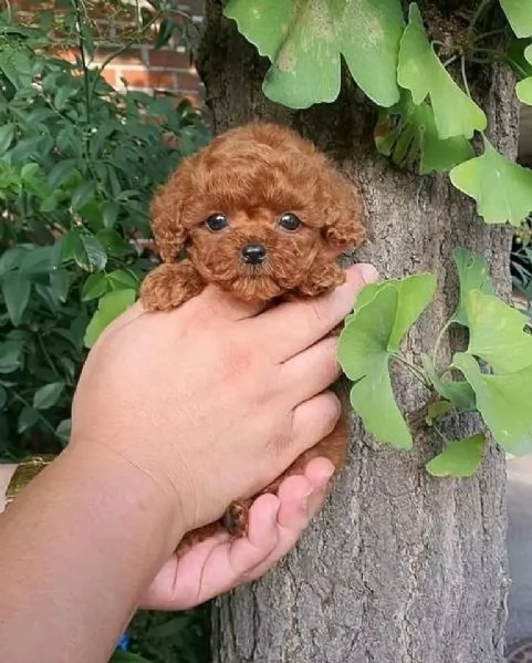 Regalo  barboncino toy red maschio e femmina | Foto 0