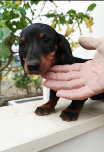 Regalo bassotto nana maschio e femmina | Foto 0