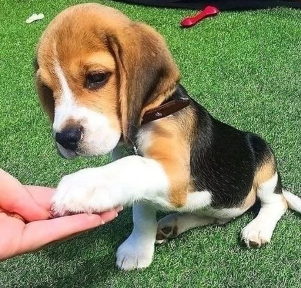Regalo beagle 
