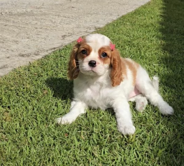  Regalo Labrador nana maschio e femmina disponibili  | Foto 9