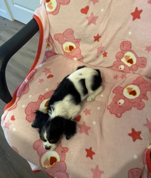  Regalo Labrador nana maschio e femmina disponibili  | Foto 6