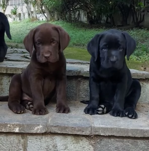  Regalo Labrador nana maschio e femmina disponibili 