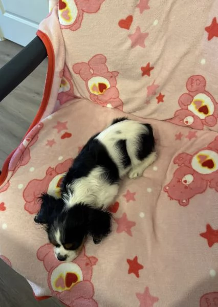  Regalo Labrador nana maschio e femmina disponibili  | Foto 5