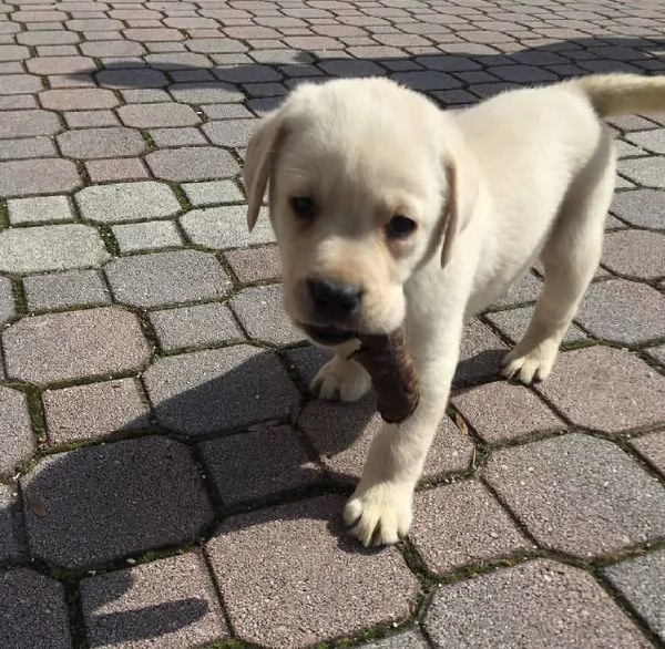  Regalo Labrador nana maschio e femmina disponibili  | Foto 4