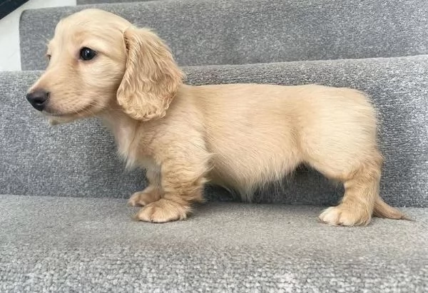  Regalo Labrador nana maschio e femmina disponibili  | Foto 3