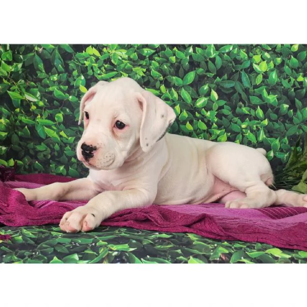 Cucciolo boxers disponibili  | Foto 0