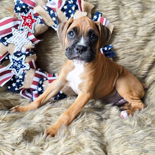 Cucciolo boxers disponibili 