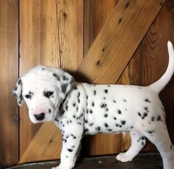 Regalo  Dalmata | Foto 0