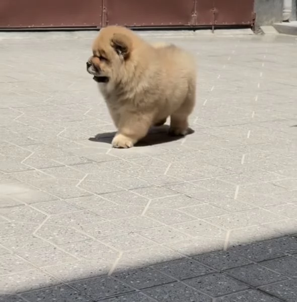 Regalo  chow chow  maschio e femmina.. | Foto 0