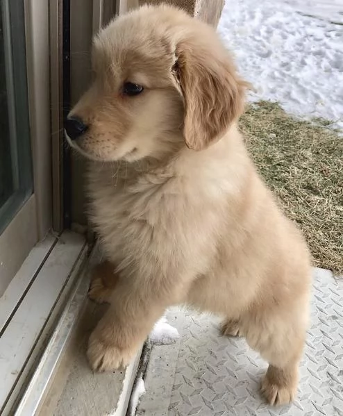 Regalo  golden retriever  | Foto 0