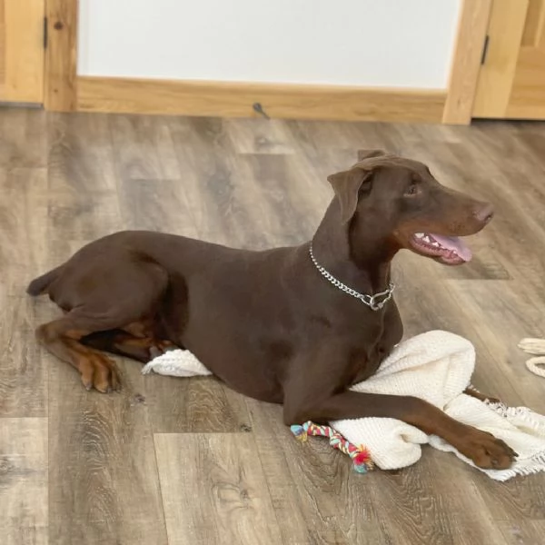 Cucciolo Doberman  maschio e femmina disponibili… | Foto 0