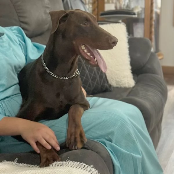 Cucciolo Doberman  maschio e femmina disponibili…