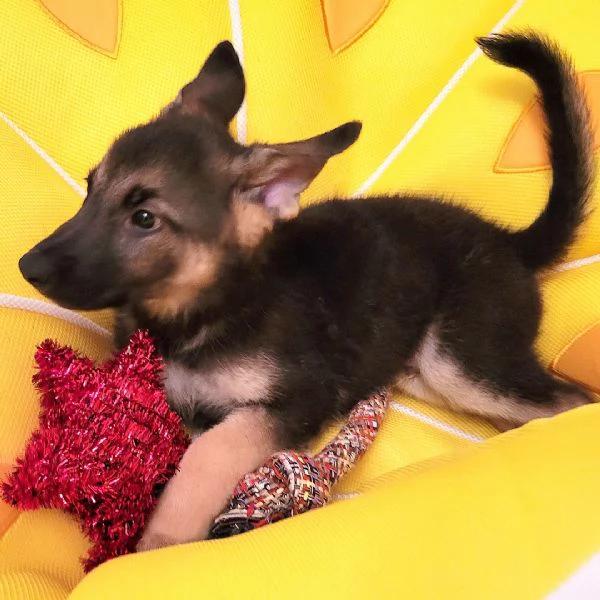 Disponibili Cucciolo pastors tedesco…. | Foto 0