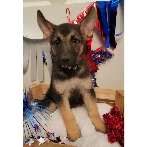 Disponibili Cucciolo pastors tedesco….