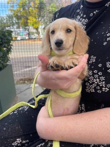 Regalo bassotto nana femmina  | Foto 2