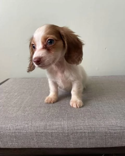 Regalo bassotto nana femmina  | Foto 0