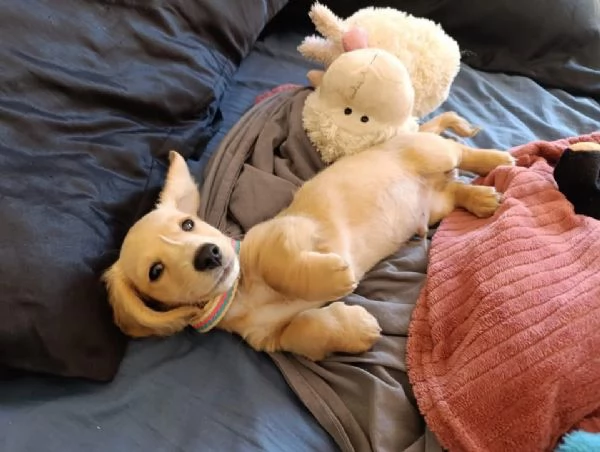 Regalo bassotto nana femmina 