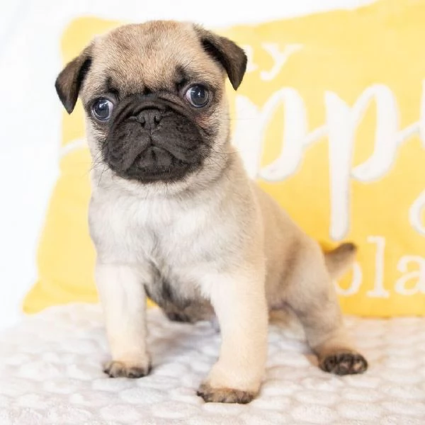 Regalo mini carlino  | Foto 0