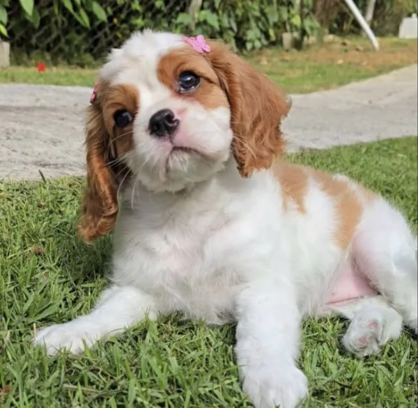 Regalo  cavalier King Charles