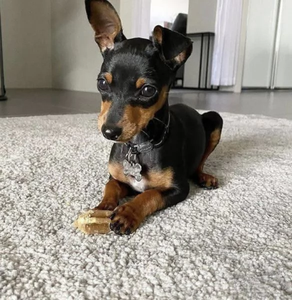 Regalo mini pinchers femmina  | Foto 0