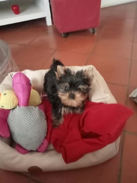Dolce Cucciolo Yorkie maschio e femmina | Foto 1