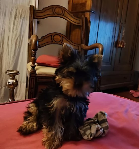 Dolce Cucciolo Yorkie maschio e femmina | Foto 0