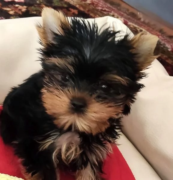 Dolce Cucciolo Yorkie maschio e femmina