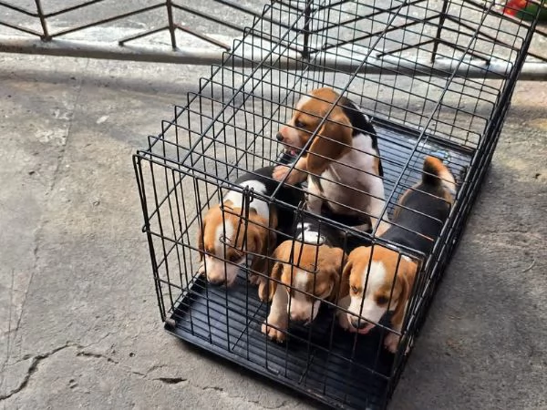  Cuccioli beagle disponibili 