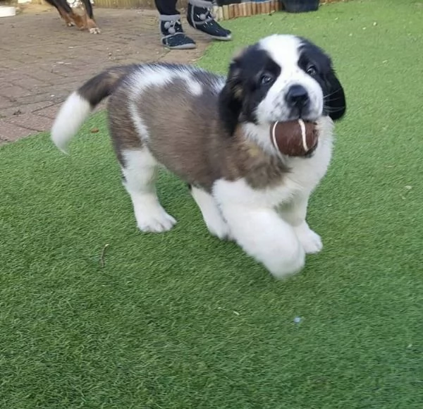 Regalo san Bernardo | Foto 0