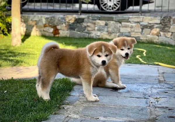 Cucciolo AKITA INU DISPONIBILI RAZZQ PURA | Foto 1