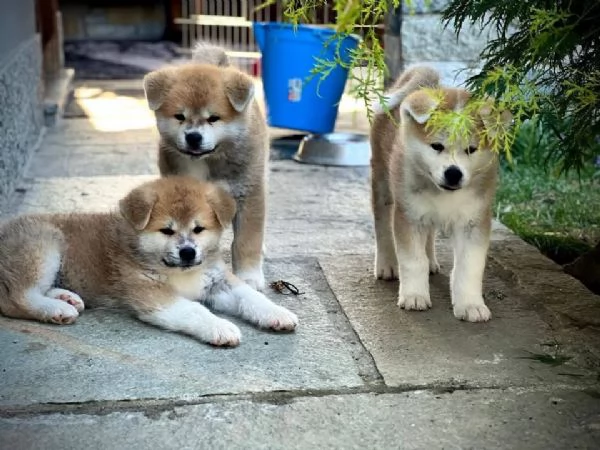 Cucciolo AKITA INU DISPONIBILI RAZZQ PURA | Foto 0